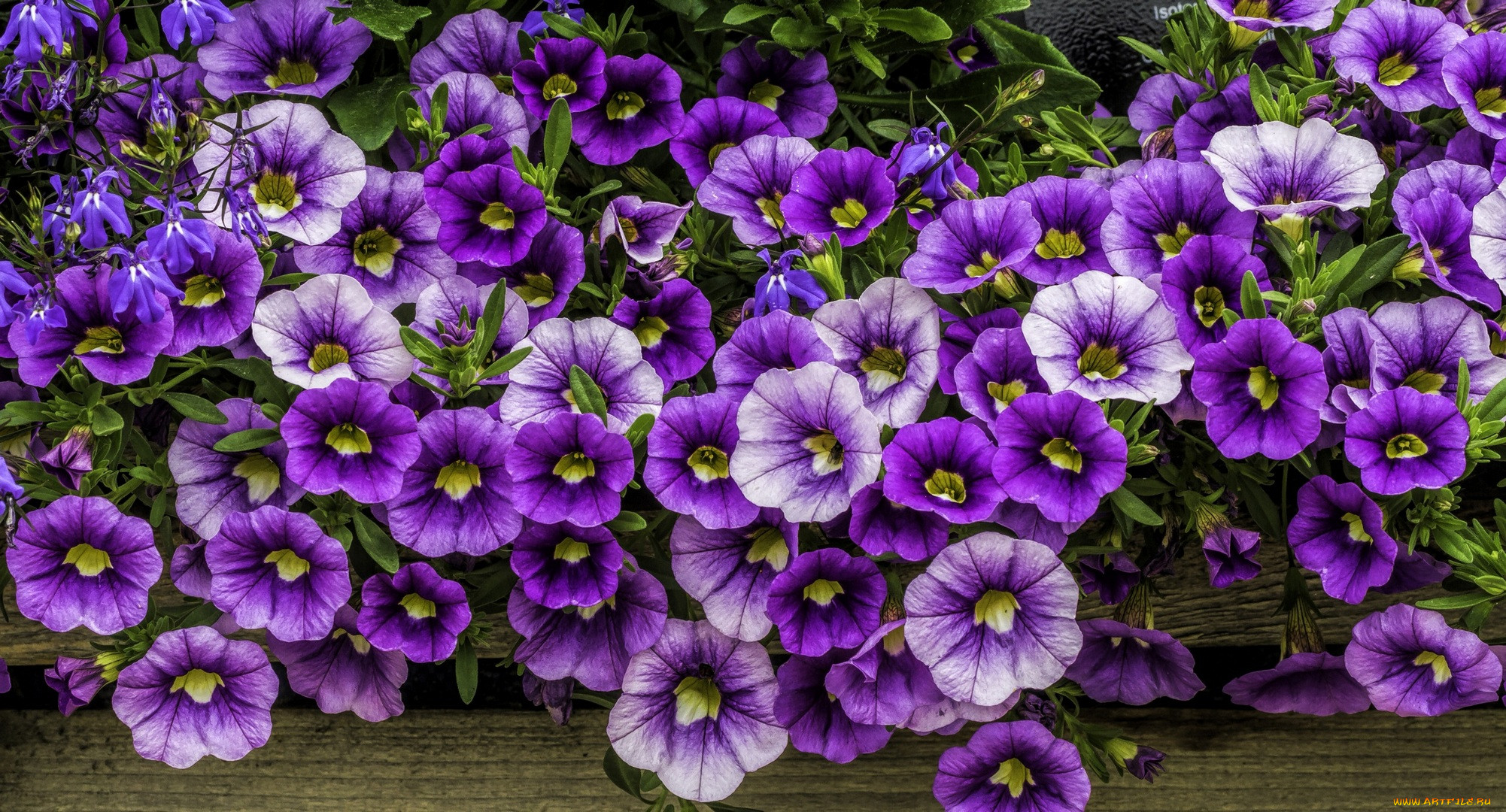 , ,  , 